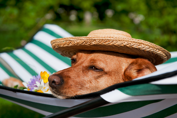 Dog in hammock with hat