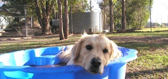 Dog at Alida's Pet Resort