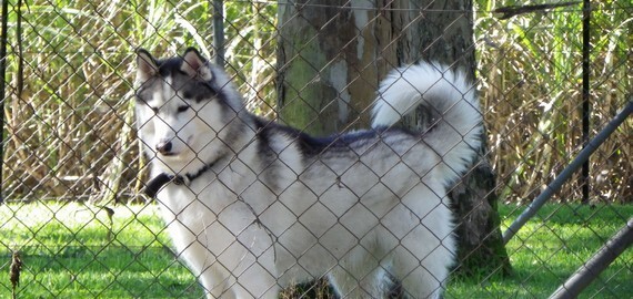 Dog at Alida's Pet Resort