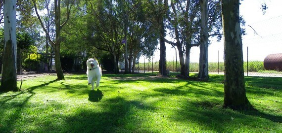 dog playing