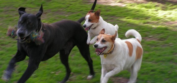 Dog at Alida's Pet Resort