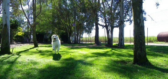Alida's Pet Resort Dog Playing