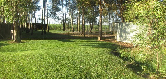 Alida's Pet Resort Lawn