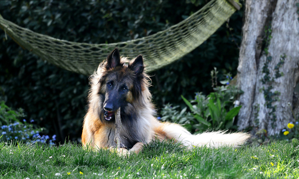 How Long Can You Board a Dog? Tips for Extended Stays