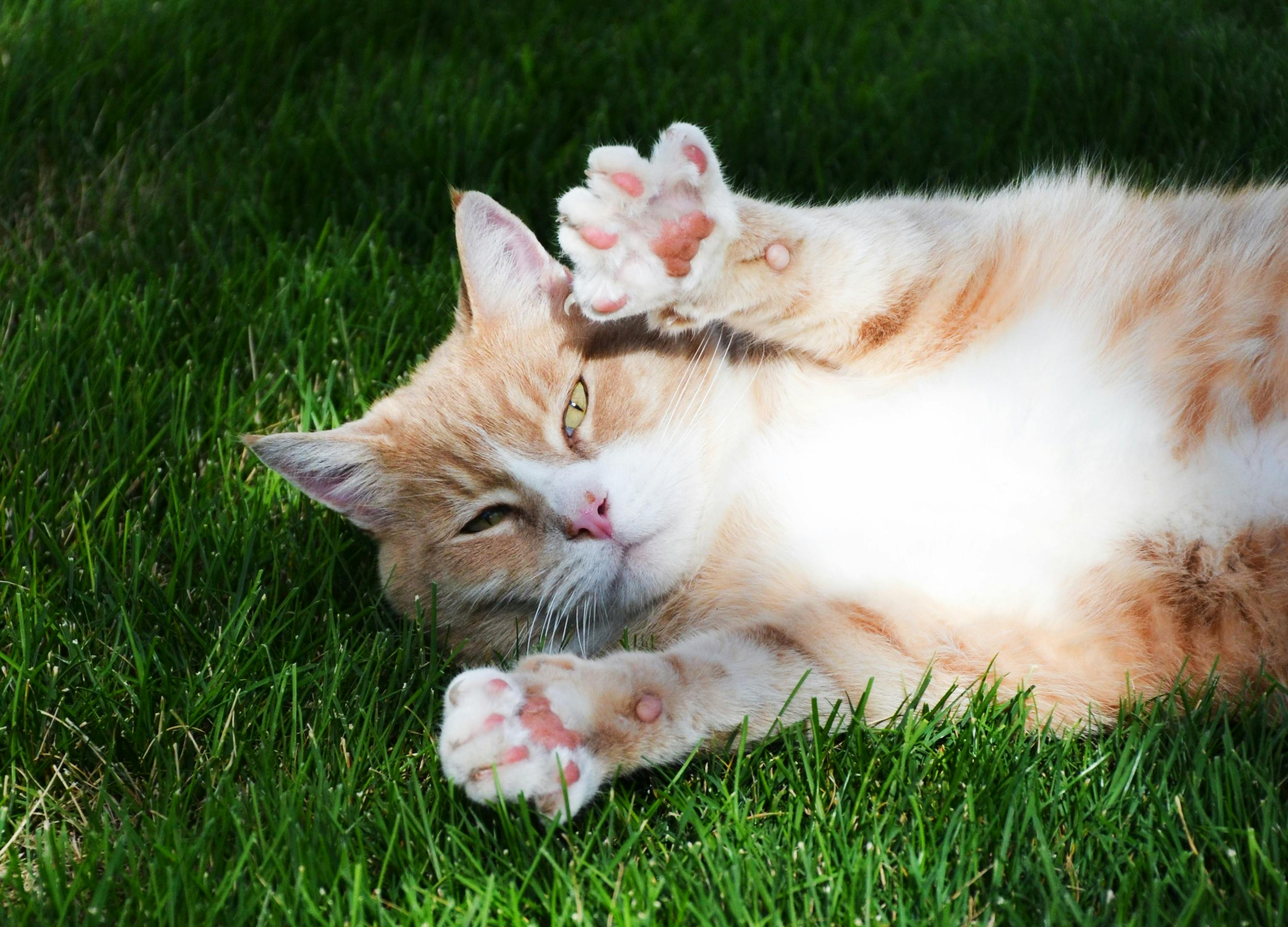 How to Keep Your Cat Comfortable During Boarding